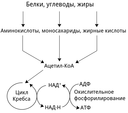 Схема аэробного клеточного дыхания
