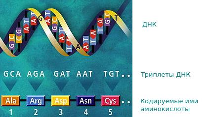 Иллюстрация генетического кода