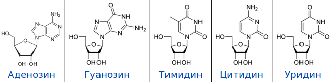 Нуклеозиды нуклеиновых кислот