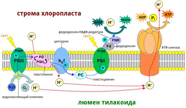 Электрон-транспортная цепь в тиллакоидной мембране хлоропласта