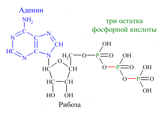 Химическое строение АТФ