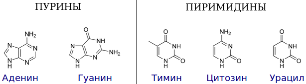 Химическое строение азотистых оснований