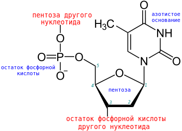 Строение нуклеотида нуклеиновой кислоты
