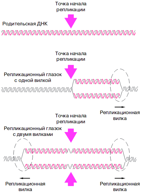 11 класс Биология 1 часть 4 тема – Атамұра