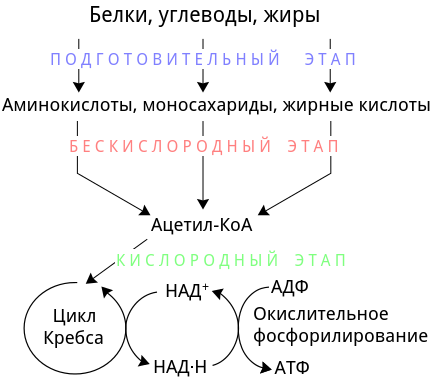 Этапы энергетического обмена