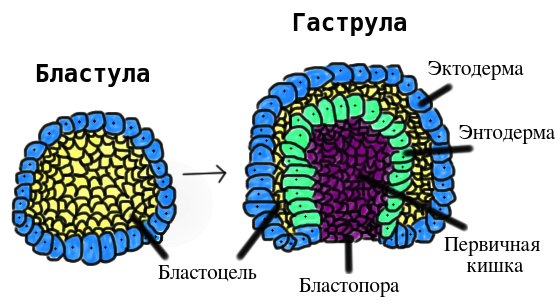 Гаструляция