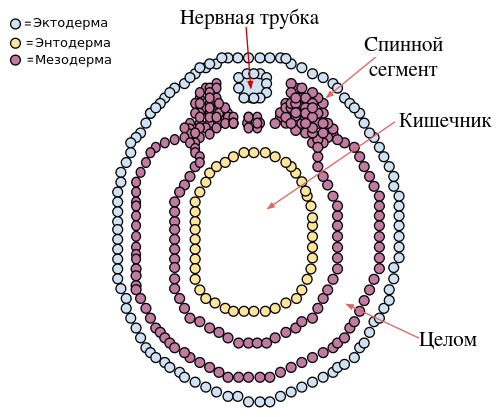 Эмбрион на стадии нейрулы