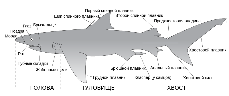 Внешнее строение акулы