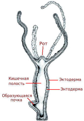 Гидра обыкновенная - Hydra vulgaris