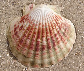 Морской гребешок