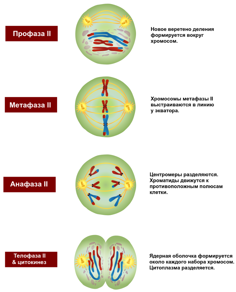 Какая фаза мейоза изображена на рисунке телофаза