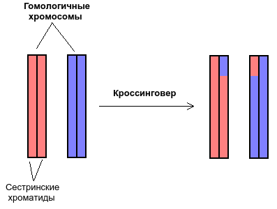 Вы точно человек?